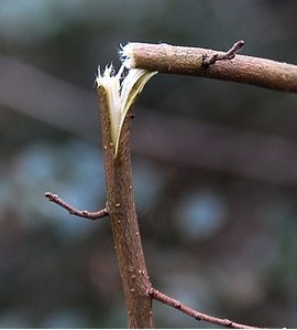 Hình ảnh tin tức Thăm và tặng quà Tết Nguyên Đán 2019